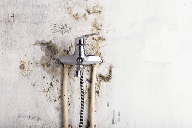 Best Local Mold Removal Service  in Mountain City, TN