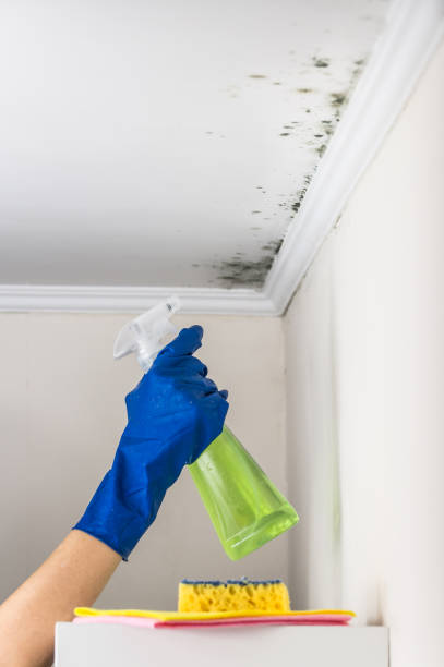 Best Mold Cleaning Services  in Mountain City, TN